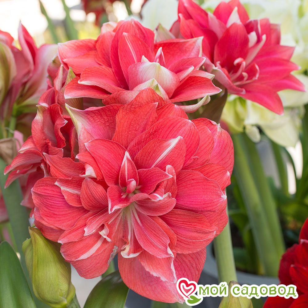 АМАРИЛЛИС ДАБЛ ДРИМ